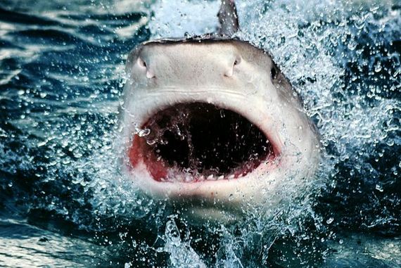 swimming-with-sharks