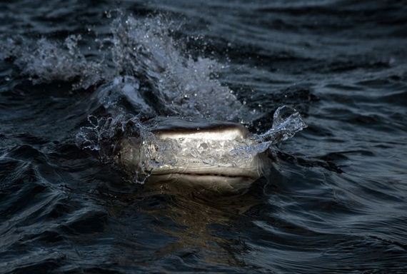 swimming-with-sharks