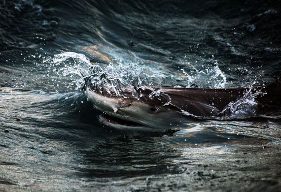 swimming-with-sharks