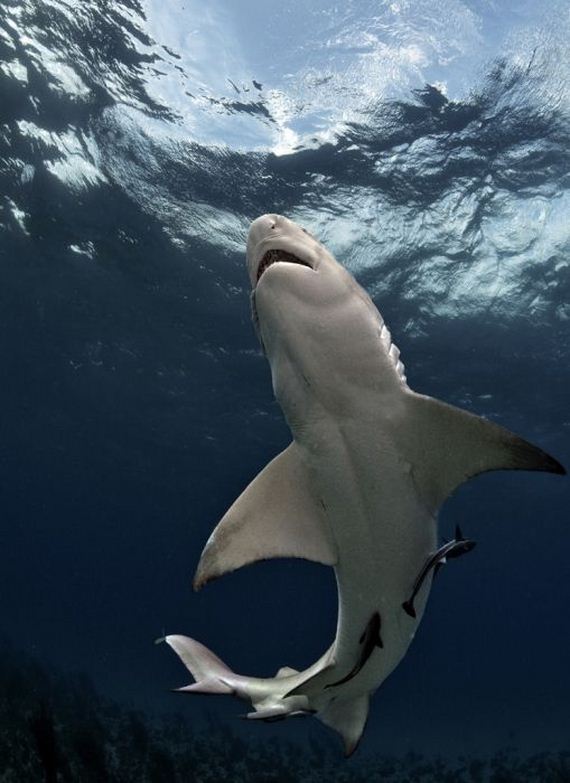 swimming-with-sharks