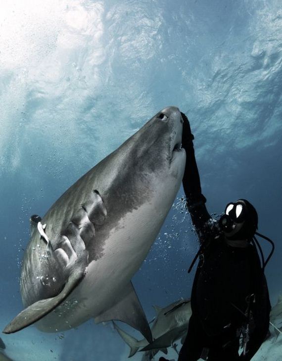 swimming-with-sharks