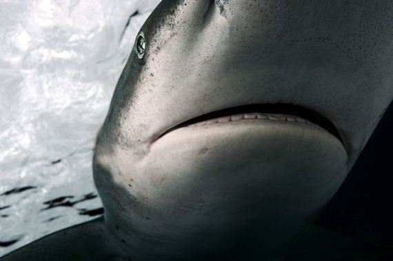 swimming-with-sharks