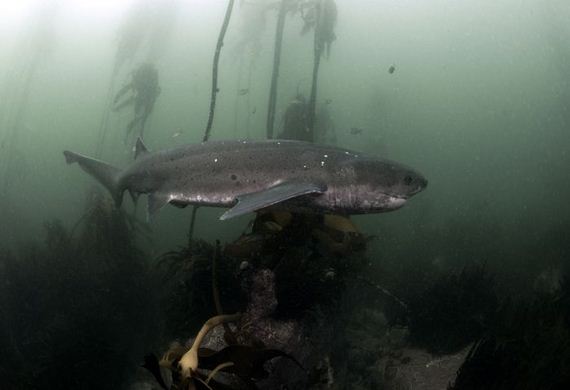 swimming-with-sharks