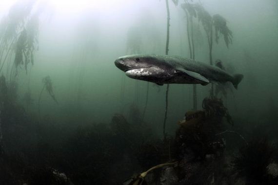 swimming-with-sharks