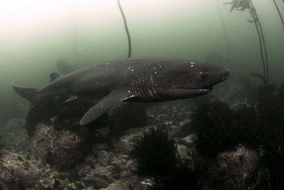 swimming-with-sharks