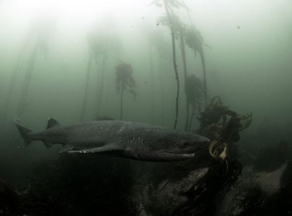 swimming-with-sharks