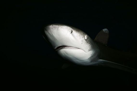 swimming-with-sharks