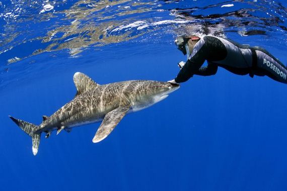 swimming-with-sharks