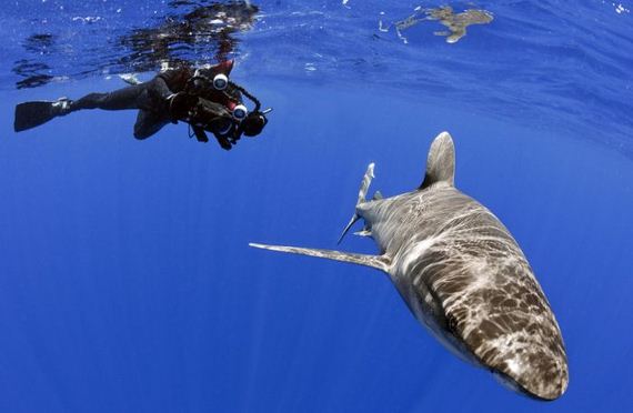 swimming-with-sharks