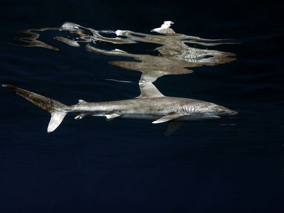 swimming-with-sharks