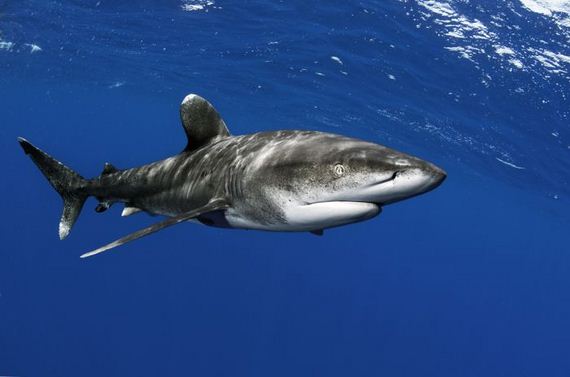 swimming-with-sharks