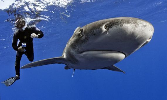 swimming-with-sharks