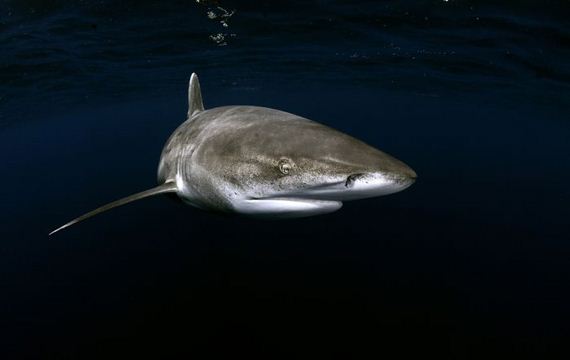 swimming-with-sharks