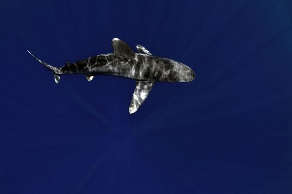 swimming-with-sharks