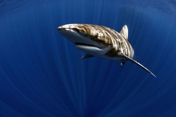 swimming-with-sharks