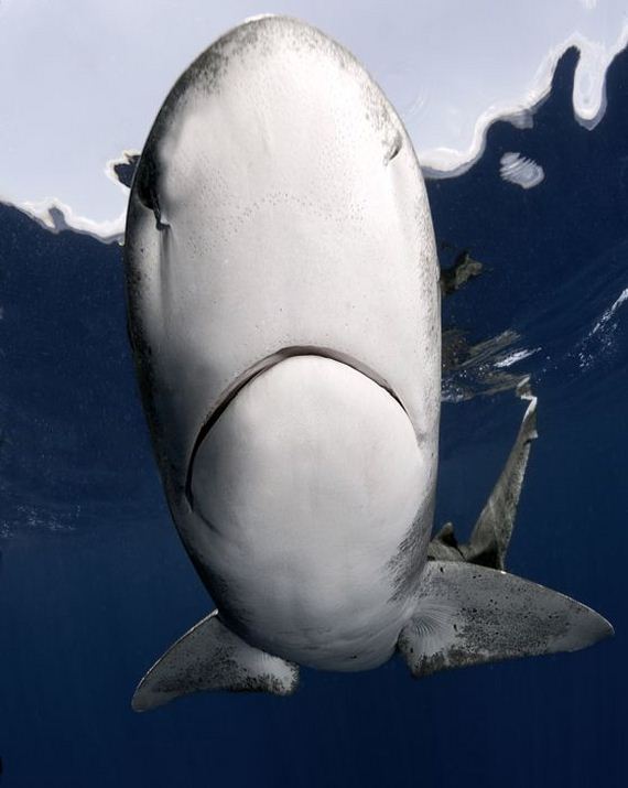 swimming-with-sharks