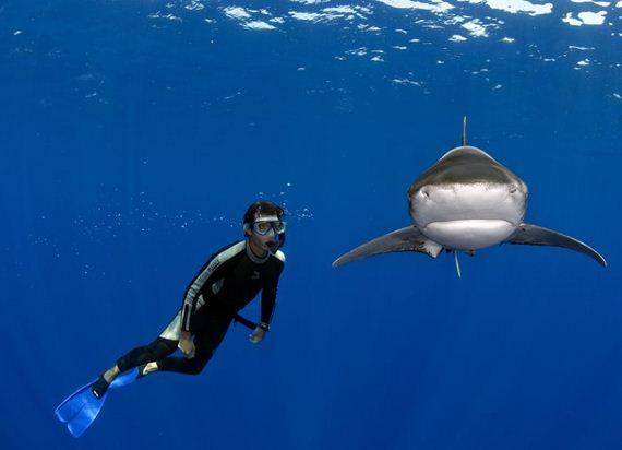 swimming-with-sharks