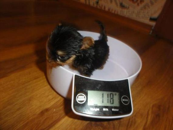 terrier-meysi-is-the-worlds-smallest-