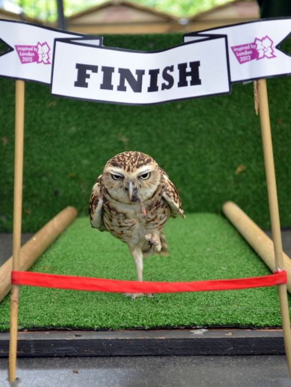 the-best-animal-photos