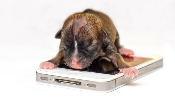 the-best-animal-photos
