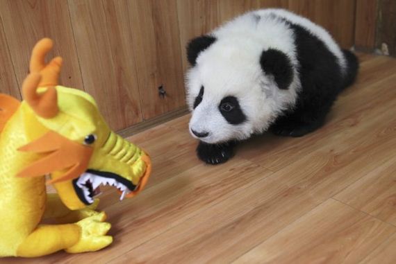the-best-animal-photos