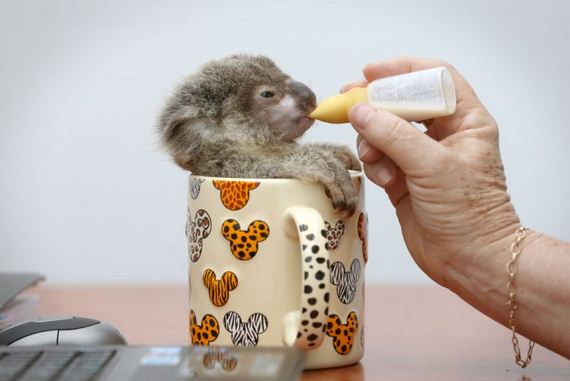 the-best-animal-photos