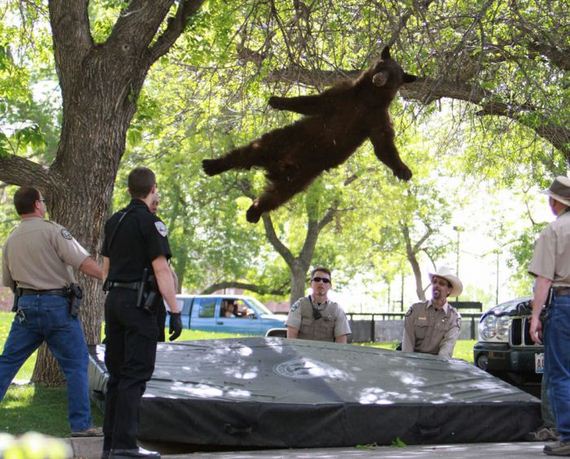 the-best-animal-photos