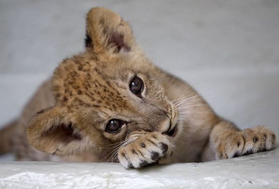 the-cutest-baby-animal-pictures