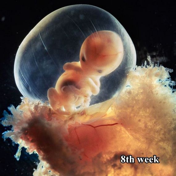 the-first-26-weeks-of-a-fetus