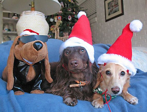 these-dogs-hate-christmas