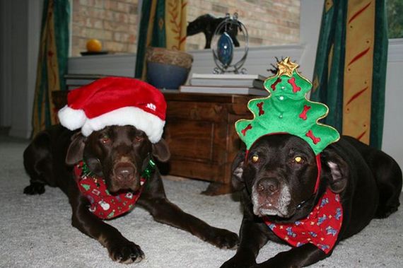 these-dogs-hate-christmas