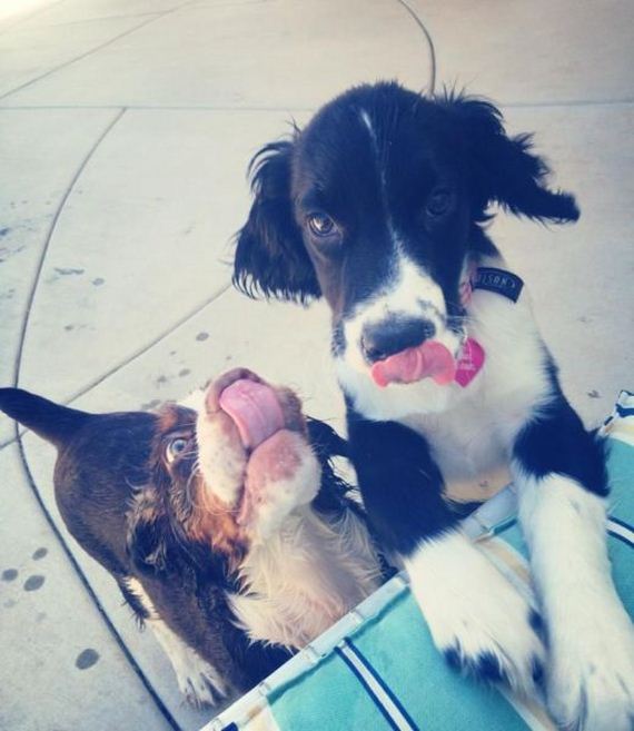 these_funny_animals-1