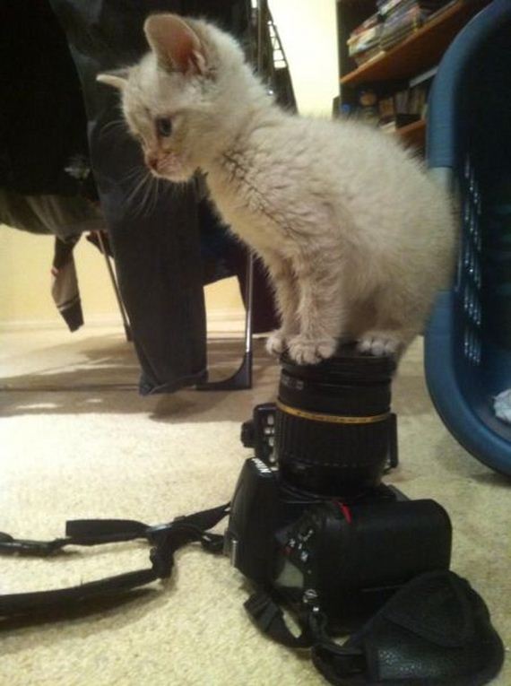 these_funny_animals-1