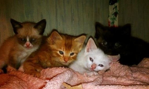 these_funny_animals-1