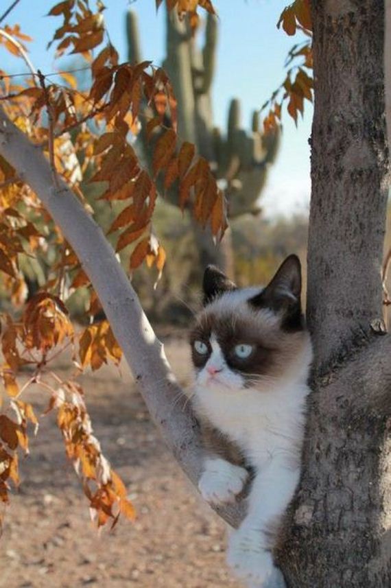 these_funny_animals-1