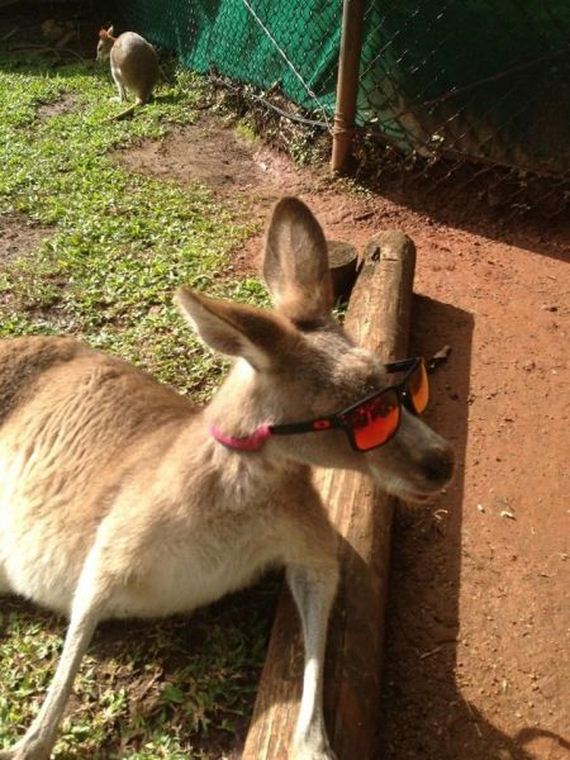 these_funny_animals-1