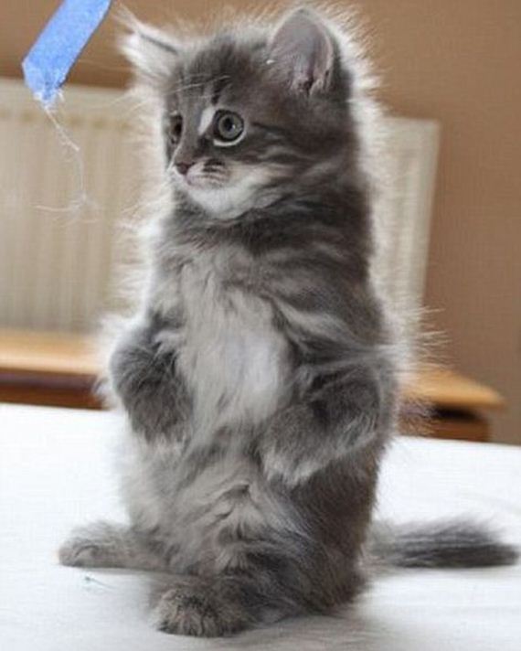 these_funny_animals-1