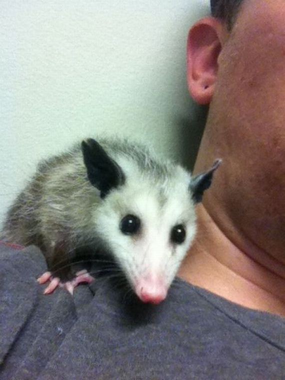 these_funny_animals-1