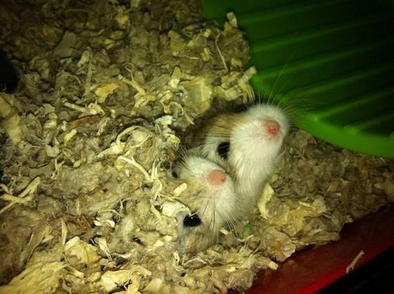 these_funny_animals-1