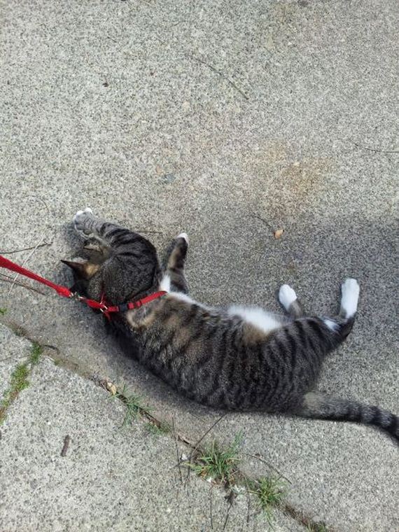 these_funny_animals-1