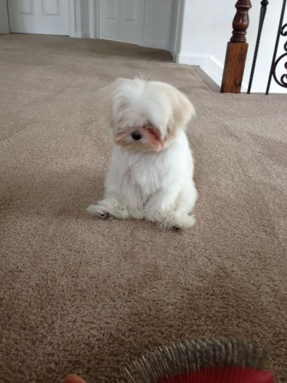 these_funny_animals-1
