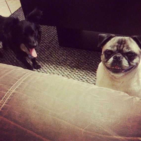 these_funny_animals-1