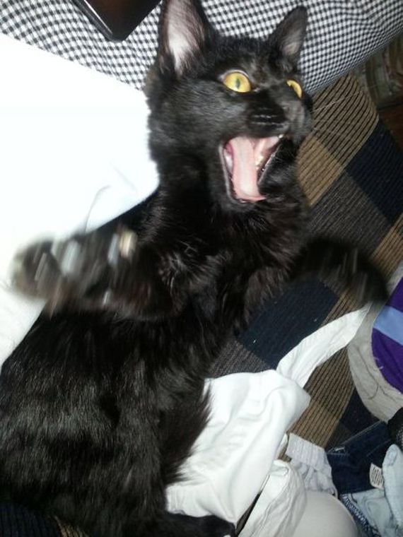these_funny_animals-2