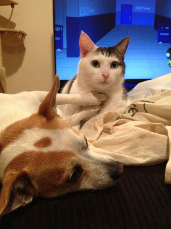 these_funny_animals-2