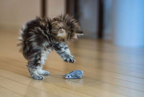 these_funny_animals-2