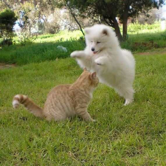 these_funny_animals-2