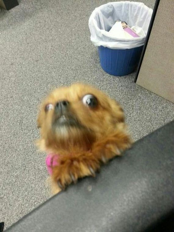 these_funny_animals-2