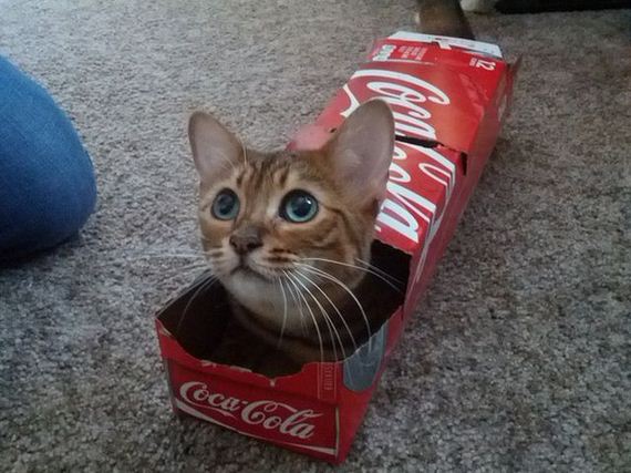 these_funny_animals-2