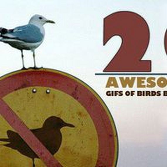 these_funny_animals-2