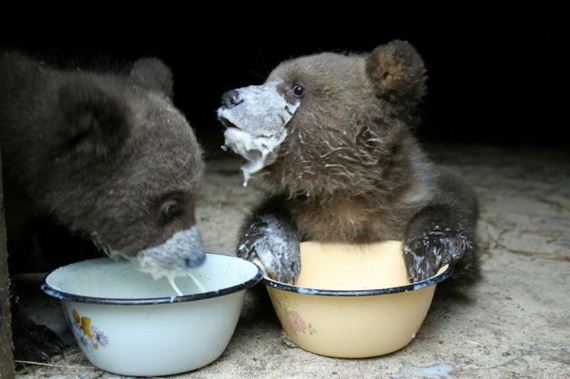 these_funny_animals2
